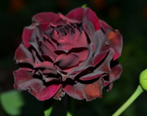 Купить саженцы Сперонелла Далесманіні (Speronella Dalesmanini) Ароматні троянди фото