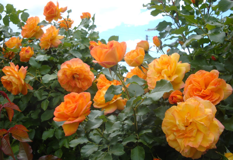 Купить саженцы Шраби Категорії саджанців троянд фото