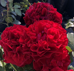 Купить саженцы Оскар Фер (Oscar Fehr) Ароматні троянди фото