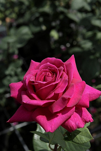 Купить саженцы Біг Пепл (Big Purple,  Nuit d'Orient) Чайно-гібридні троянди фото