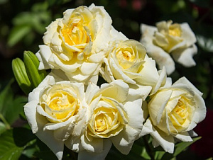 Купить саженцы Надя Мейяндекор (Nadia Meillandecor) Ґрунтопокровні троянди фото