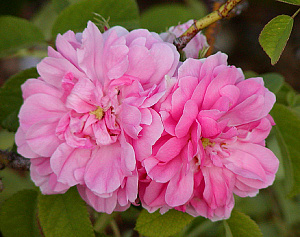 Купить саженцы Quatre Saisons Rosa damascena (Autumn Damask) Ароматні троянди фото
