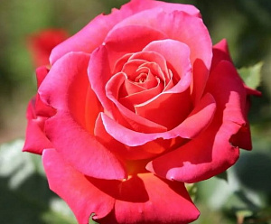 Cherry Explosion (BAIsikomik) продажа в Украине Нові надходження 2026 фото Купить саженцы Cherry Explosion (BAIsikomik) Нові надходження 2026 фото