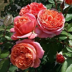Купить саженцы Мері Енн (Mary Ann, TAN04597) Ароматні троянди фото