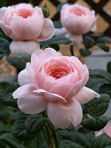 Купить саженцы Квін оф Свіден (Queen of Sweden) Англійські троянди фото