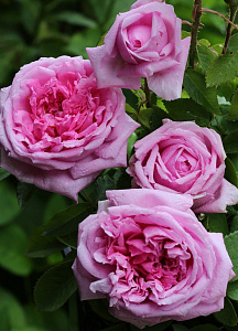 Купить саженцы Мадам Болл (Madame Boll) Старовинні троянди фото
