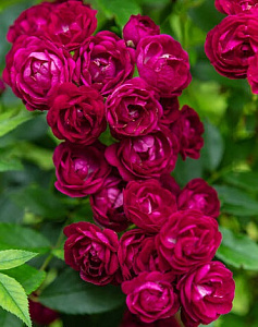 Купить саженцы Perennial Domino (Perennial Red Domino, TAN12628) Троянди Tantau фото