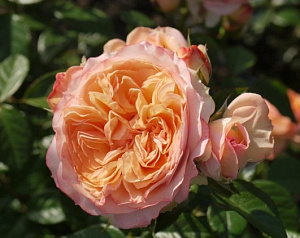 Купить саженцы Sourire du Havre (PANaldap) Ароматні троянди фото