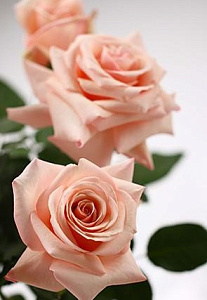 Купить саженцы Поль Рікар (Paul Ricard) Чайно-гібридні троянди фото