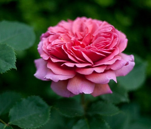 Купить саженцы Princess Alexandra of Kent Англійські троянди фото