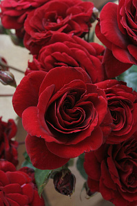 Купить саженцы Naheglut(That’s Jazz, Naheglut) Плетисті троянди фото
