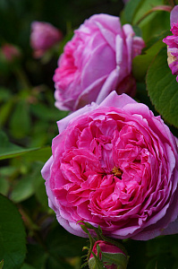 Купить саженцы Компт де Шамбор (Comte de Chambord) Старовинні троянди фото