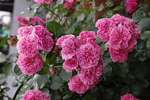 Купить саженцы Les Quatre Saisons (Pink Swany, Meifafio) Ґрунтопокровні троянди фото