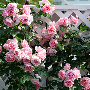 Купить саженцы Комтес де Сегюр (Comtesse de Segur,Tendresse)  Чайно-гібридні троянди фото