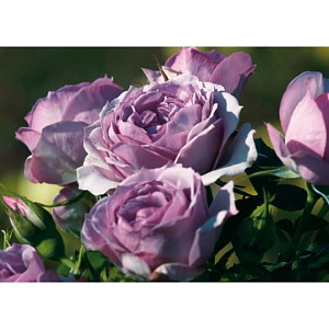 Купить саженцы Лавенде Фловер Ціркус (Lavender Flower Circus)	 Мініатюрні та патіо троянди фото