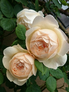 Купить саженцы Wollerton Old Hall Англійські троянди фото