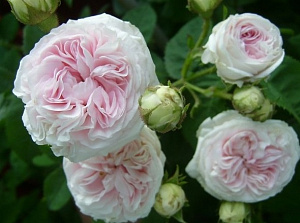 Купить саженцы Félicité Parmentier Старовинні троянди фото