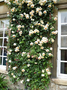 Купить саженцы Perpetually Yours (Canterbury) Плетисті троянди фото