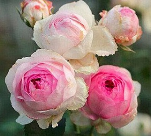 Купить саженцы Vesalius (Vistrimar) Ароматні троянди фото