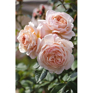 Купить саженцы Е Шропшир Лед (A Shropshire Lad) Англійські троянди фото