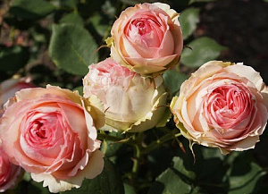 Купить саженцы Фест Леді (First Lady)  Чайно-гібридні троянди фото