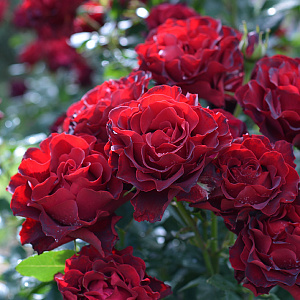 Купить саженцы  Штамбова троянда Омаж е Барбара (Heinz Winkler, Hommage a Barbara) Штамбові троянди фото