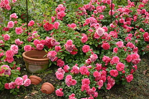 Pink Swany (Les Quatre Saisons, Meifafio) продажа в Украине Ґрунтопокровні троянди ЗКС фото Купить саженцы Pink Swany (Les Quatre Saisons, Meifafio) Ґрунтопокровні троянди ЗКС фото