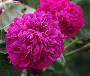 Купить саженцы Роз де Решт (Rose de Resht), Rose de Rescht Ароматні троянди фото