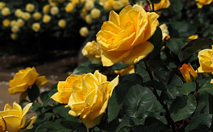 Купить саженцы Інка (Inka, Cheerfulness TAN08246) Троянди Tantau фото