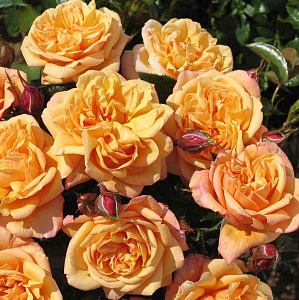 Купить саженцы Сьюзі (Susie, HARwhistle) Плетисті троянди фото