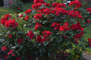 Купить саженцы Робуста (Robusta) Троянди KORDES  фото