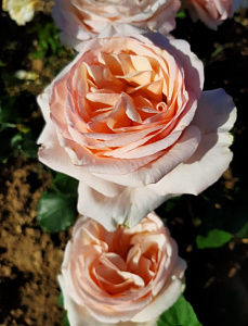 Купить саженцы Byblos (SAUdeci) Троянди NIRP фото
