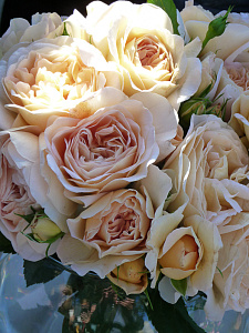 Купить саженцы Амелі Нотомб (Amelie Nothomb, DELathom) Троянди Delbard фото