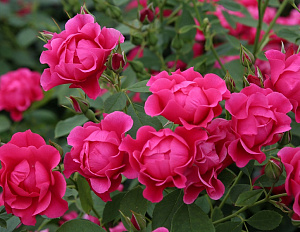 Купить саженцы Пінк Форест Роуз (Pink Forest Rose, KORpiforo) Троянди KORDES  фото