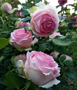 Купить саженцы First Lady (Tan97105) Чайно-гібридні троянди фото