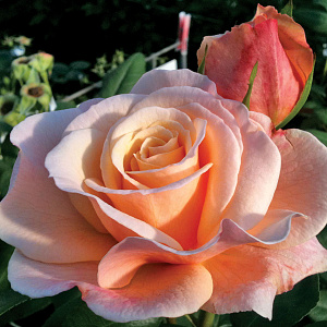 Купить саженцы О Хэпі Дей (Oh Happy Day)  Чайно-гібридні троянди фото