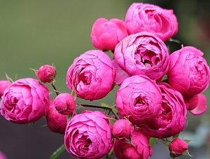Купить саженцы Помпонелла (Pomponella) Троянди KORDES  фото