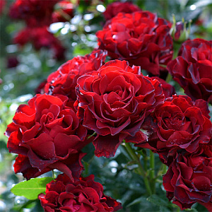 Купить саженцы Омаж е Барбара (Heinz Winkler, Hommage a Barbara) Троянди Delbard фото