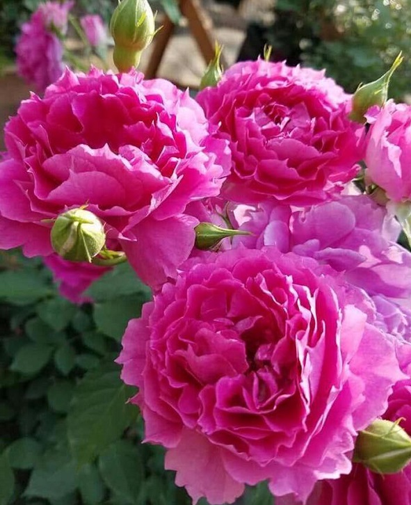 Шехерезада