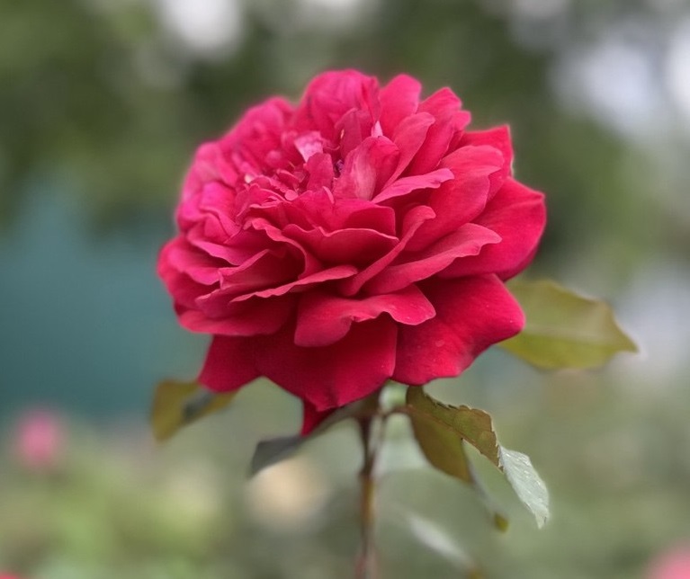 Үйлену тойындағы орыс топтық секс