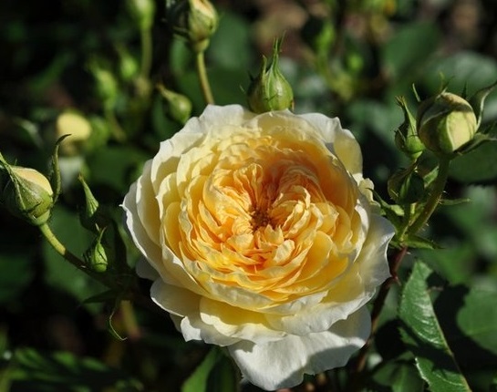 Купить саженцы   Yellow Romantica (Madeline, Meijacolet, Lunar Mist) Плетисті троянди фото