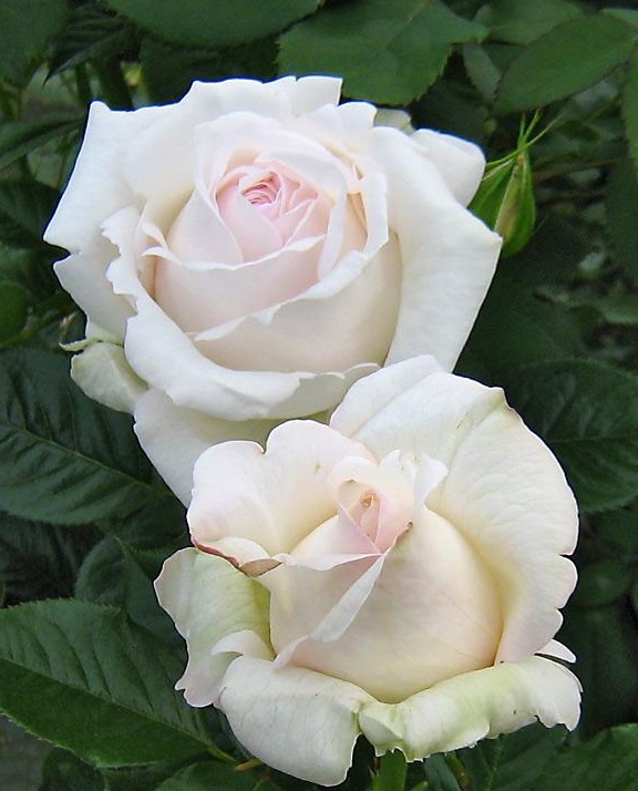 Купить саженцы  Елвіс (Elvis, Nirpcretea) Чайно-гібридні троянди фото