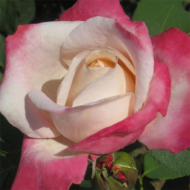 Купить саженцы Parfum Tropical (NIRptrop) Чайно-гібридні троянди фото