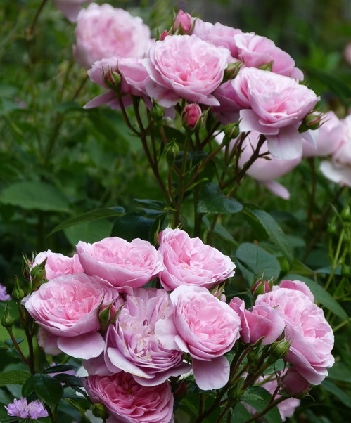 Roseninsel