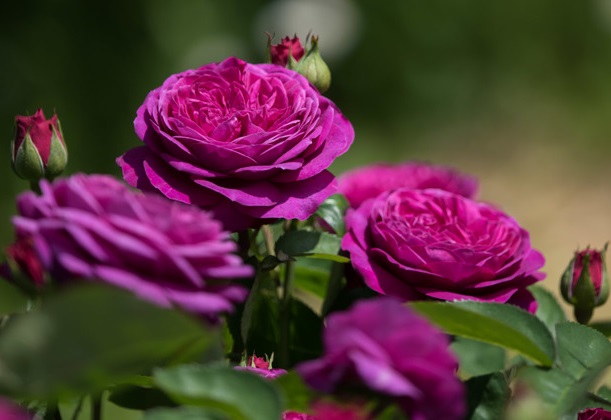 Купить саженцы Мініатюрні та патіо троянди Категорії саджанців троянд фото