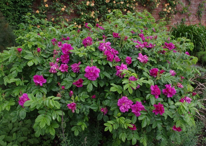Roseraie