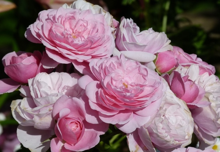 Roseninsel