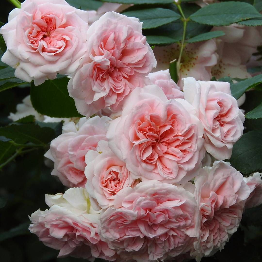 Новозеландская роза грейд