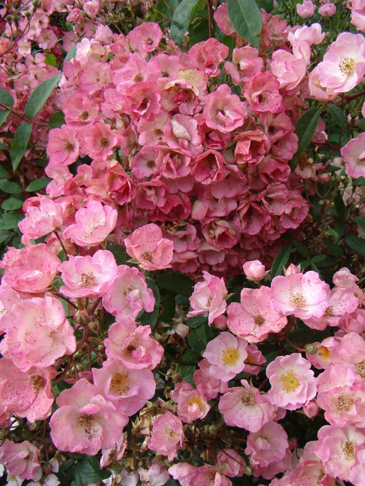 Альден