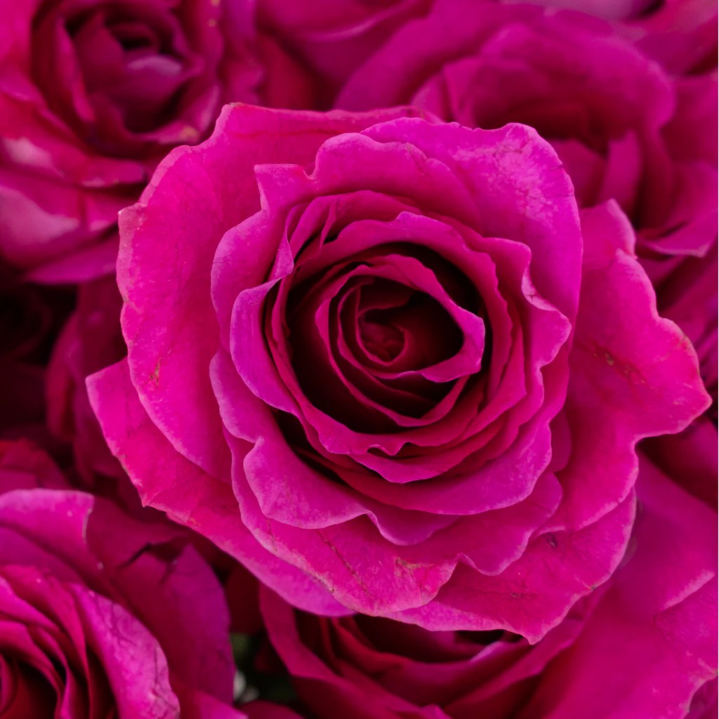 Купить саженцы  Amarantowa Rozkosz Флорібунда фото